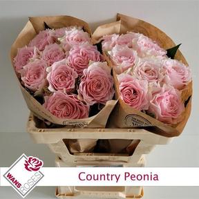 Rosa gr garden country spirit peonia