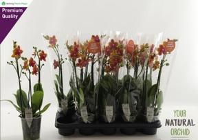 Phalaenopsis Bolgheri 3tak 18+