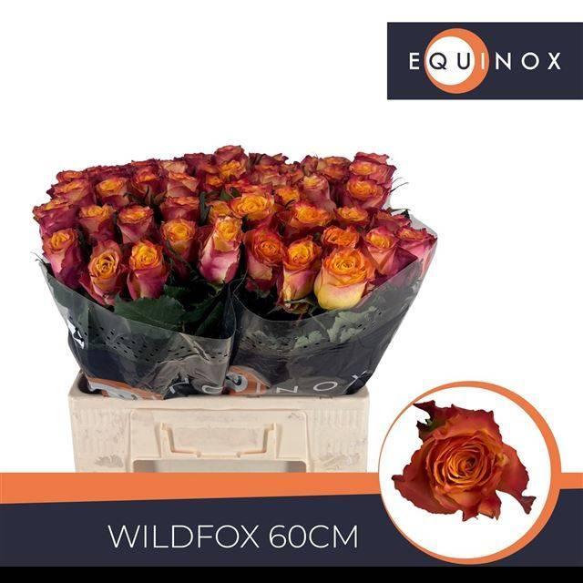 Rosa gr wildfox