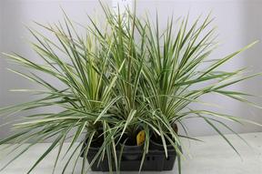 Cordyline austalis Variegata