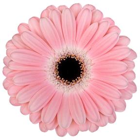 Gerbera diamond dulcie
