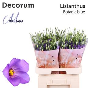 Eustoma botanic blue