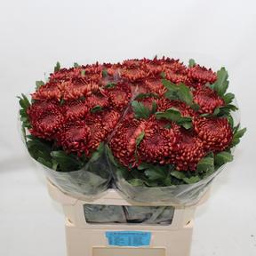 Chrys gp ankara red
