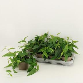 Ficus Radicans variegata