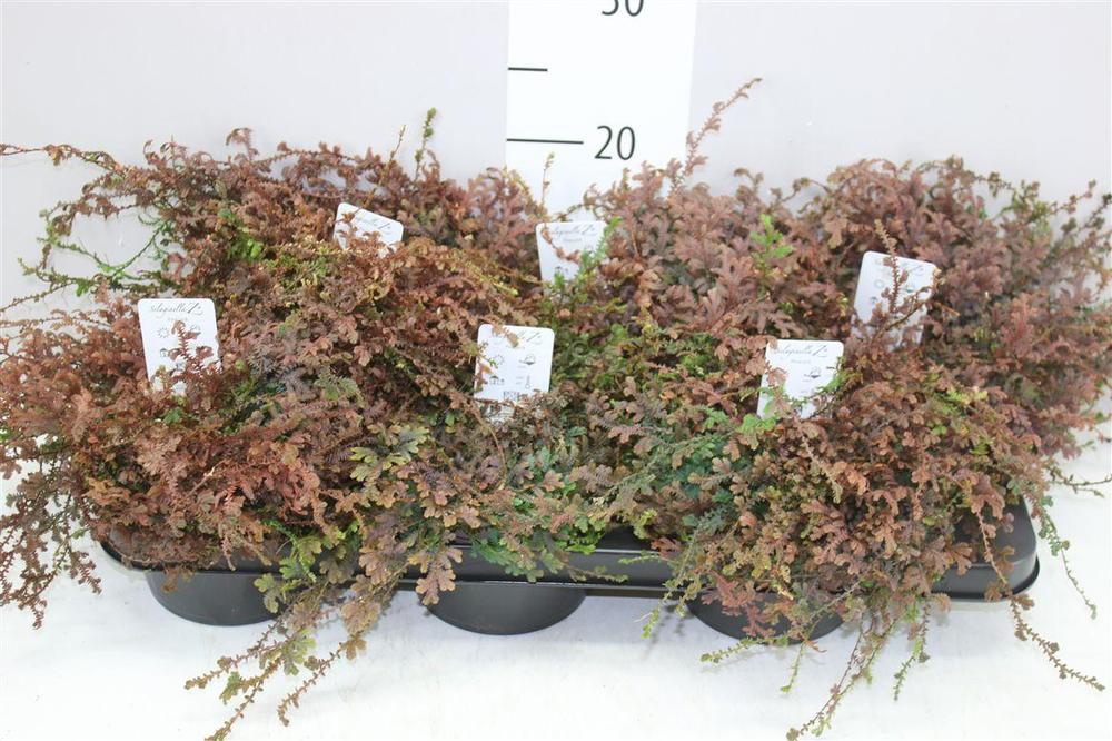 Selaginella patina