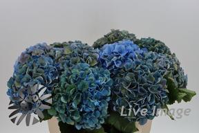 Hydrangea royal parade classic