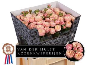 Rosa tr royal blush