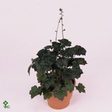 Heuchera mix