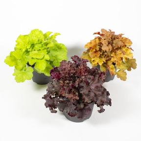 Heuchera mix