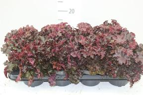Heuchera mix