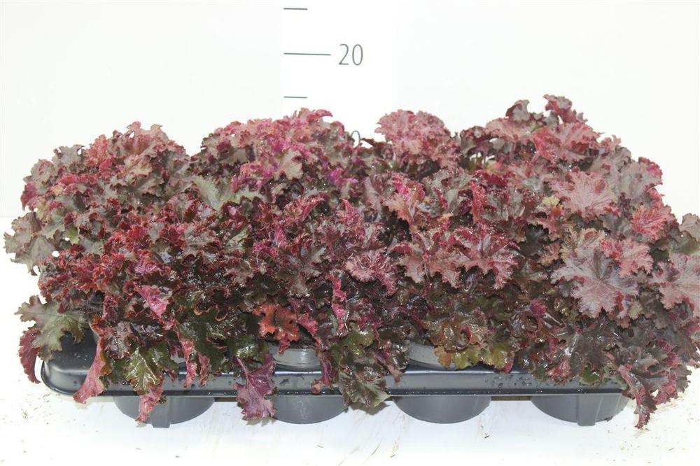 Heuchera mix
