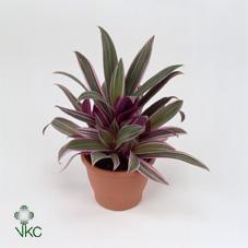 Tradescantia Spathacea Purple Passion