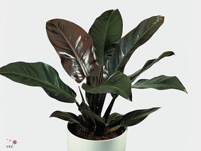 Philodendron Orange Marmelade