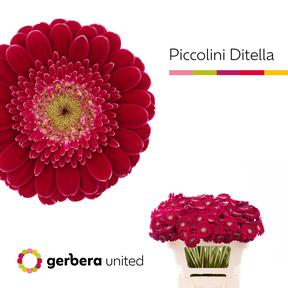 Germini nano ditella