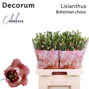 Eustoma en bohemian choco