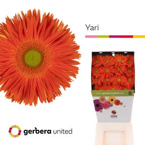 Gerbera diamond spider yari