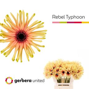 Gerbera plastic  pasta rebel typhoon