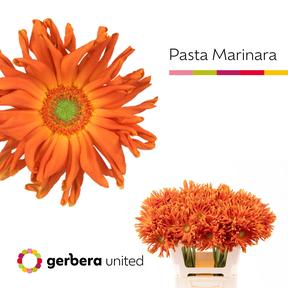 Gerbera plastic pasta