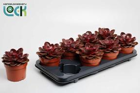 Echeveria Magic red