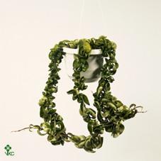 Hoya carnosa compacta Variegata