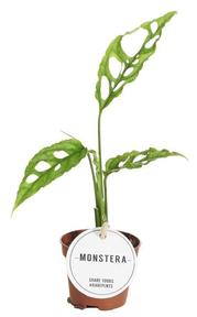 Monstera adansonii Peru