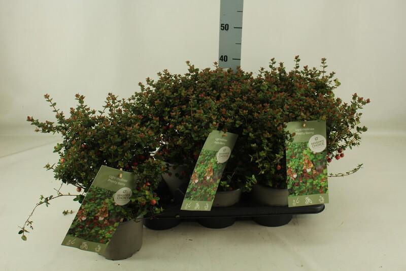 Ugni Molinae Pretty Berry