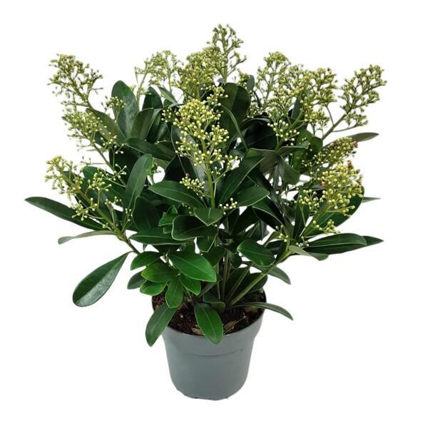 Skimmia Finchy