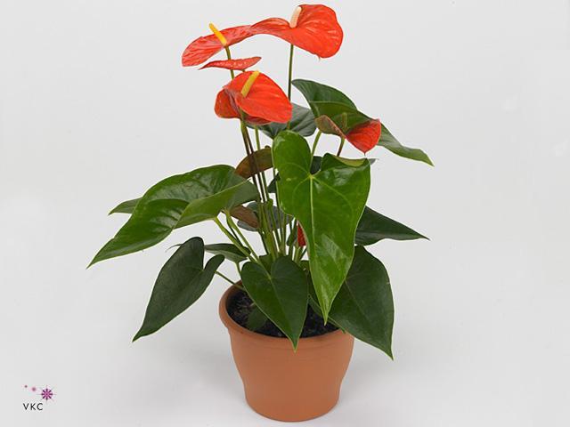 Anthurium Livium orange 5+