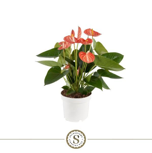 Anthurium Livium orange 5+