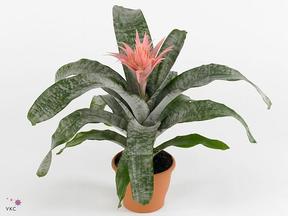 Aechmea mix