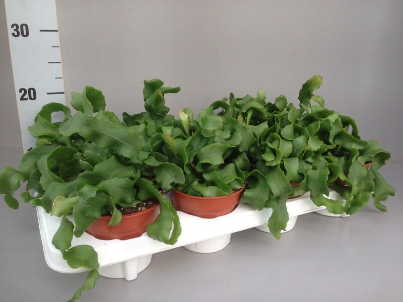 Epiphyllum guatemalense Monstrose