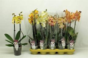 Phalaenopsis yellow 2tak