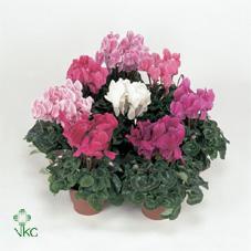 Cyclamen Illusia