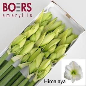 Amaryllis himalaya