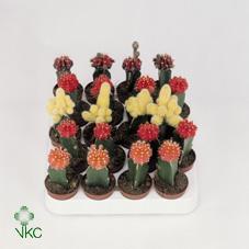 Gymnocalicium mihanovichii