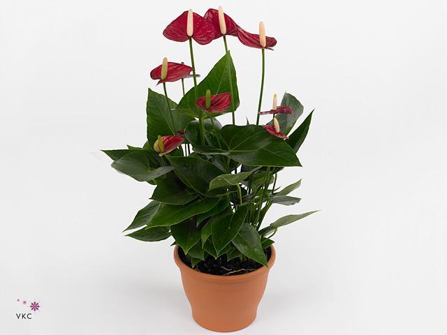 Anthurium Banderola Roja