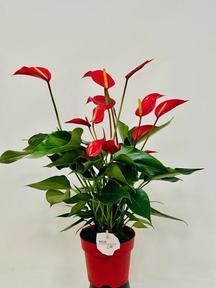 Anthurium Banderola Roja