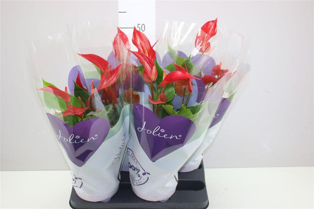 Anthurium Banderola Roja