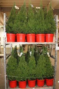 Picea glauca Conica