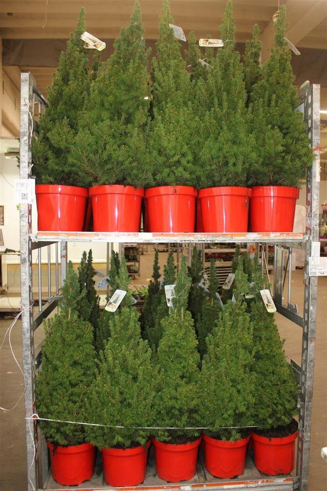 Picea glauca Conica