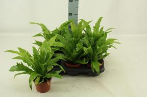 Asplenium Gioia