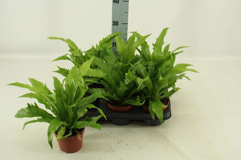 Asplenium Gioia