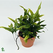 Microsorum Hawaiian Sunshine