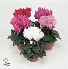 Cyclamen Tuxedo bordó