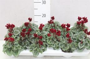 Cyclamen Tuxedo bordó