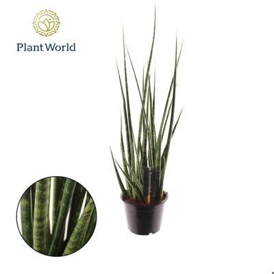 Sansevieria Digitorum
