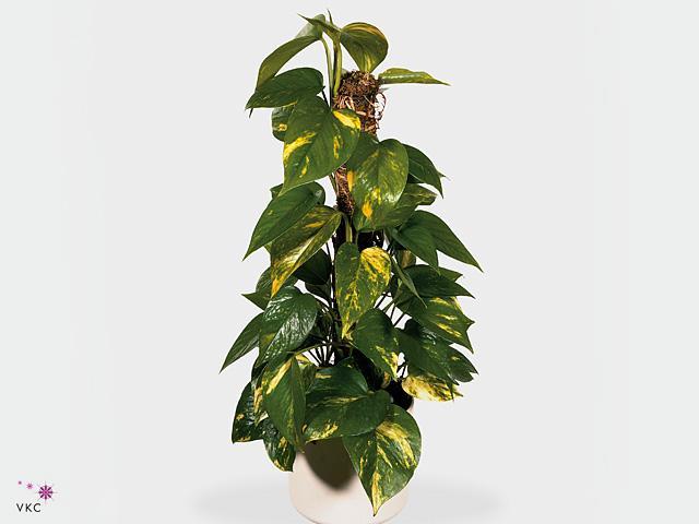 Epipremnum Marble Queen