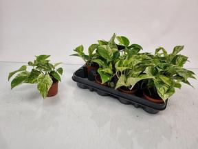 Epipremnum Marble Queen