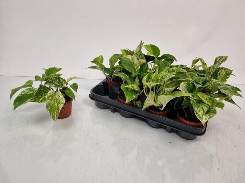 Epipremnum Marble Queen