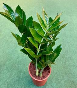 Zamioculcas Pixie